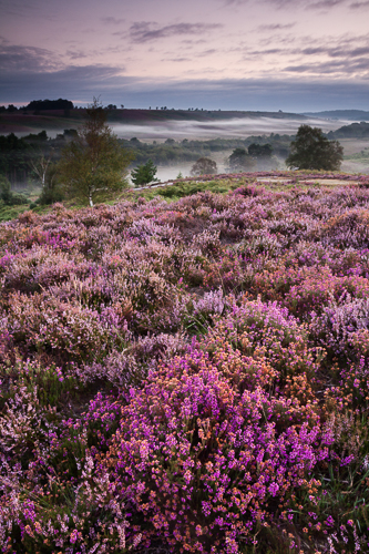 Rockford Common Heather